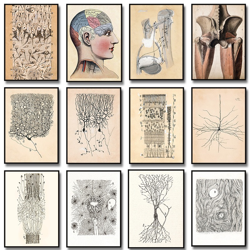 Watercolor Poster Print - Santiago Ramon Y Cajal Neuron Drawing